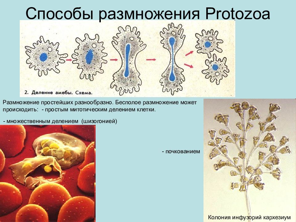 Бесполый способ размножения простейших