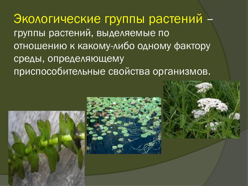 Экология группы растений. Экологические группы растений 6 класс биология. Экологические группы растений по отношению. Экологические группы водных растений. Экологические группы растений по отношению к воде.