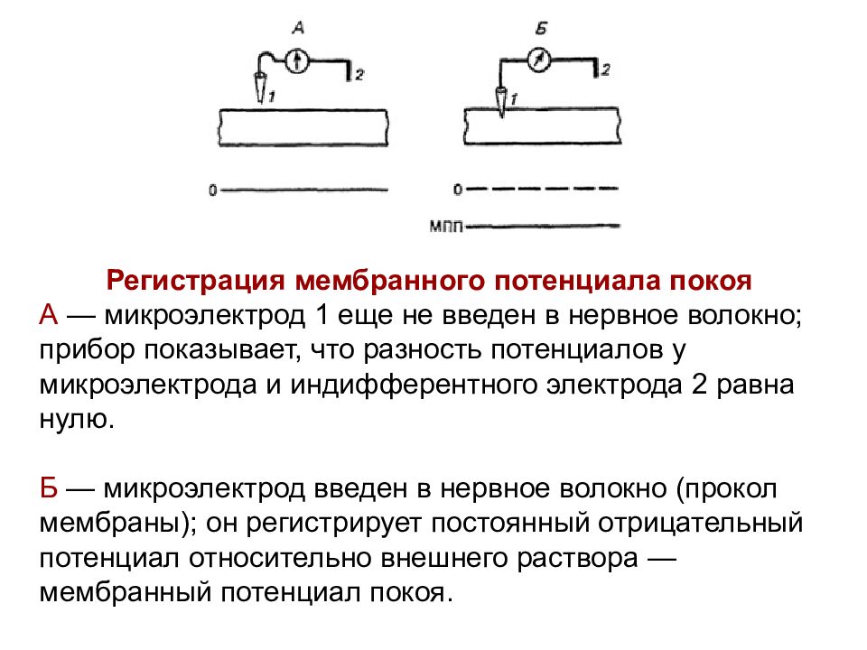 Мембранный потенциал схема