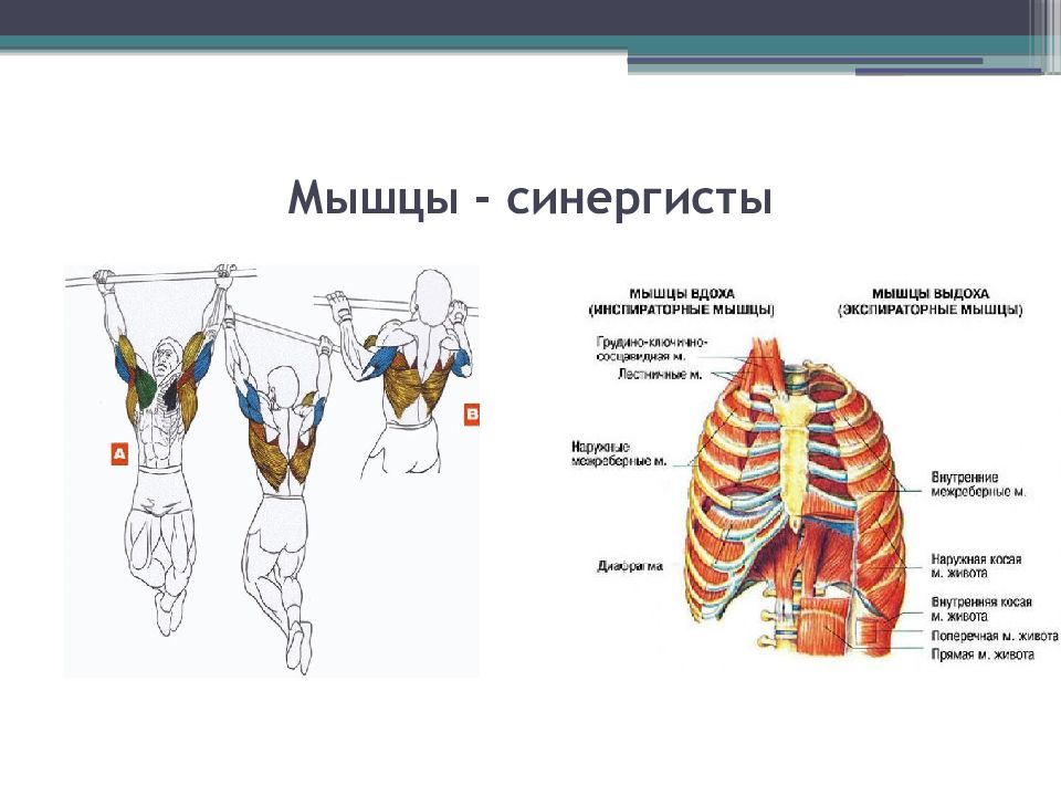 Мышцы агонисты