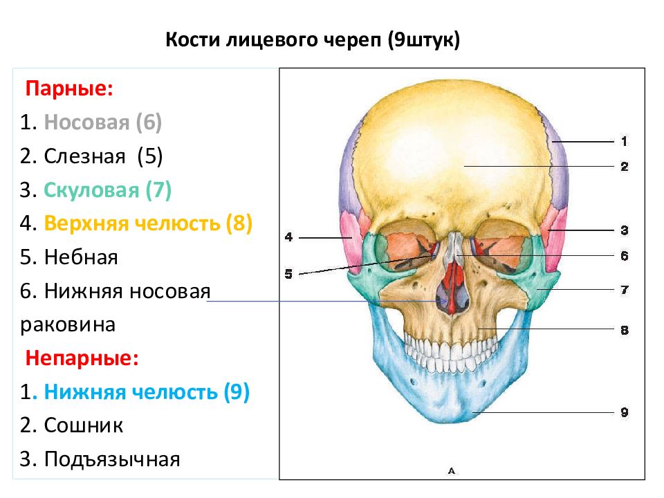 Носовая кость лицевого черепа. Кости лицевого черепа строение. Парные и непарные кости лицевого отдела черепа. Лицевой отдел черепа кости сошник. Сколько костей в черепе человека.