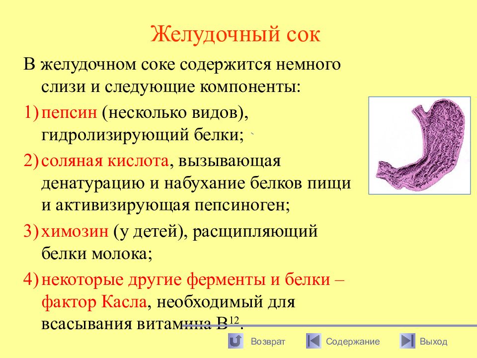 В желудочном соке содержатся ферменты. Пищеварительный сок желудка. Строение желудочного сока. Где вырабатывается желудочный сок. Желудок и желудочный сок.