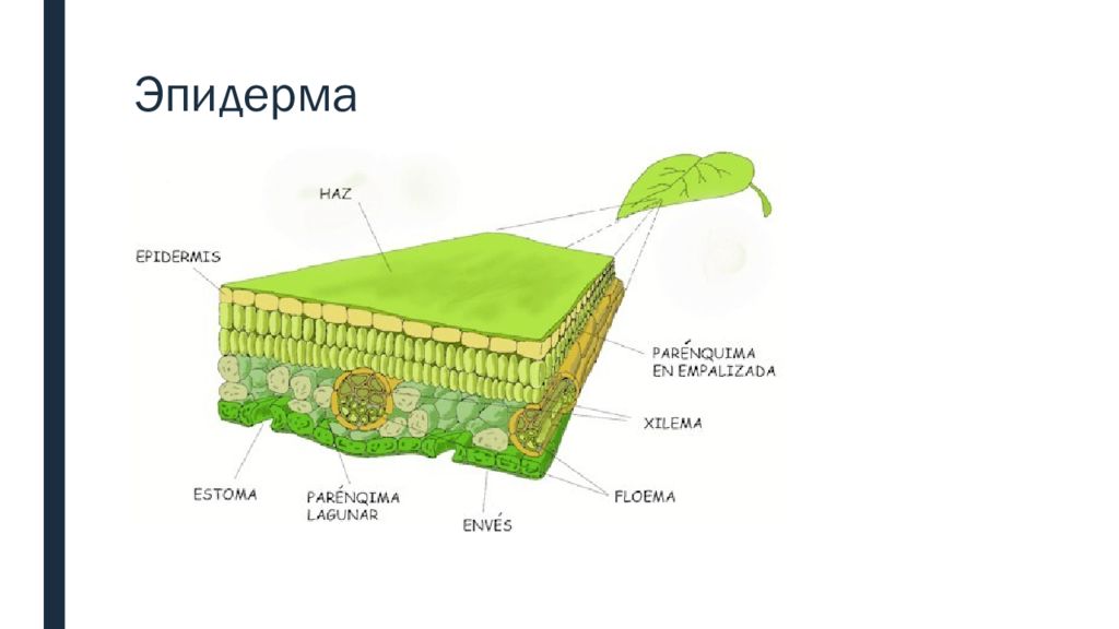 Эпидермиса листьев