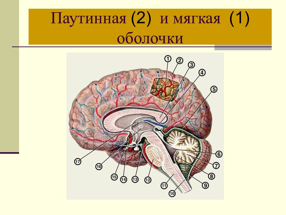 Цистерны оболочек мозга