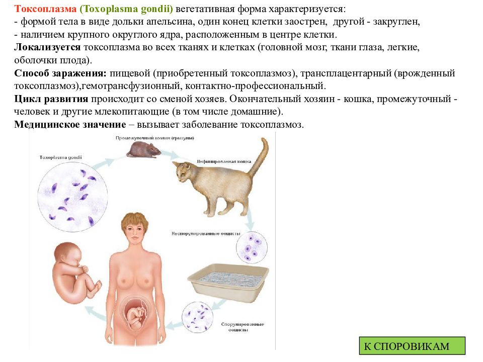 Токсоплазмоз микробиология презентация