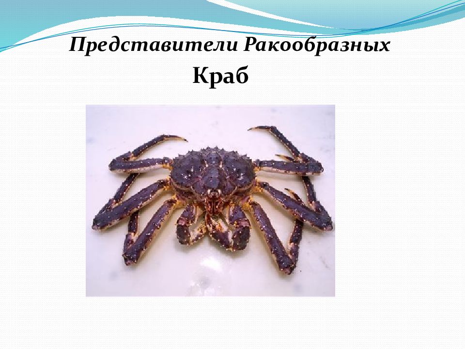 Самый самый в типе членистоногие. Araneus diadematus паук крестовик. Паук крестовик гермафродит. Внешнее строение паука паукообразных. Внешнее строение внешнее строение паукообразных.