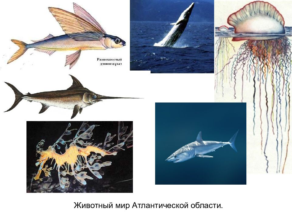 Органический мир атлантического океана. Обитатели Атлантического океана животный мир. Представители Атлантического океана. Кто живёт в Атлантическом океане.