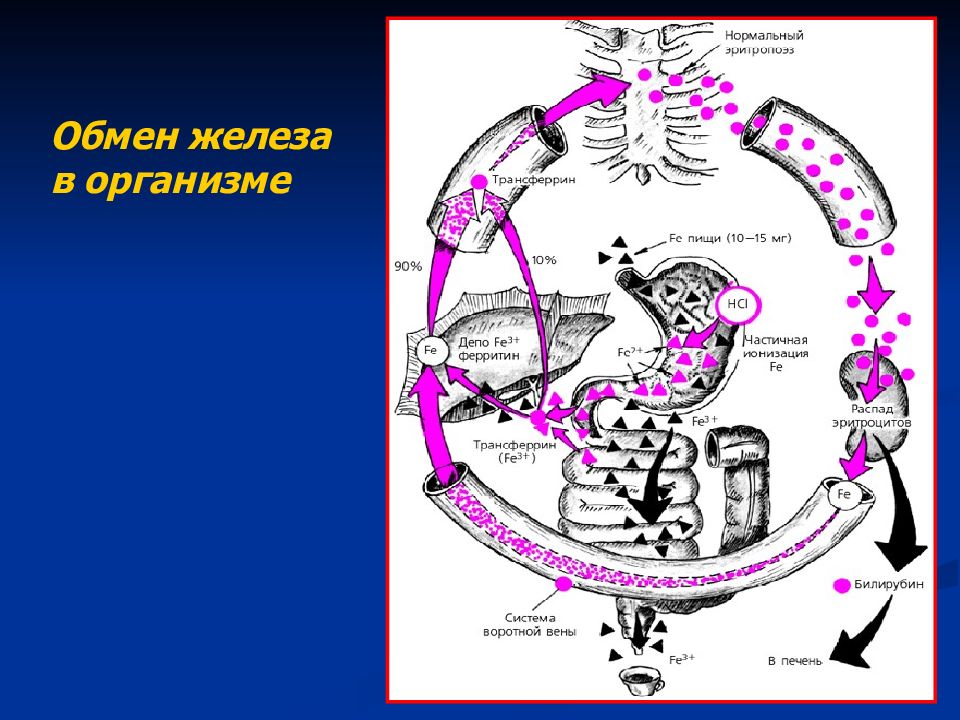 Обмен железа