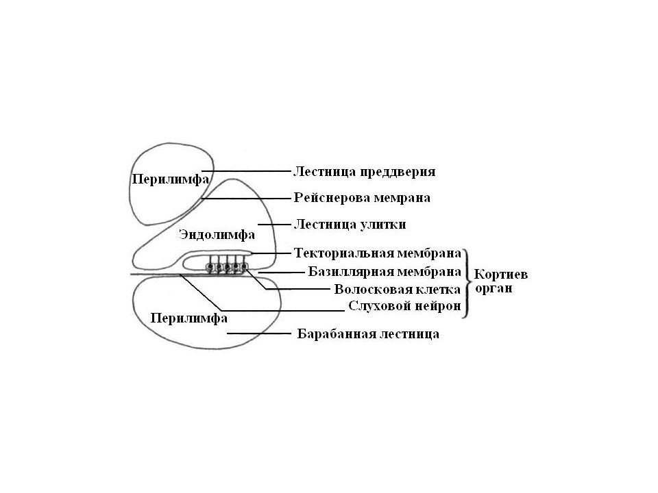 Блок схема слуховой сенсорной системы