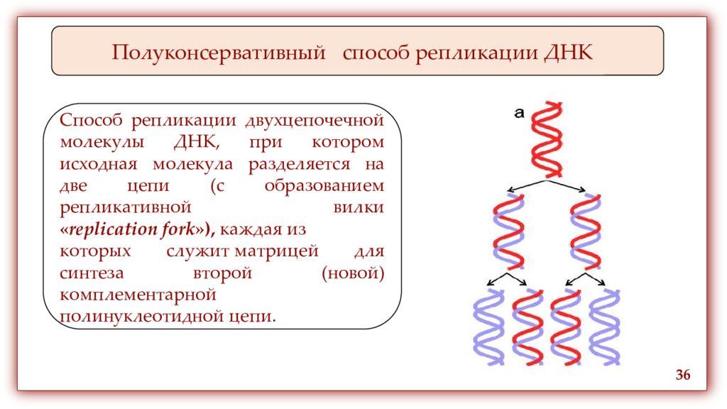 Структуры молекулы днк установили. Репликация ДНК консервативная полуконсервативная. Схема полуконсервативной репликации. Схема репликации молекулы ДНК. Принципы репликации Полуконсервативность.