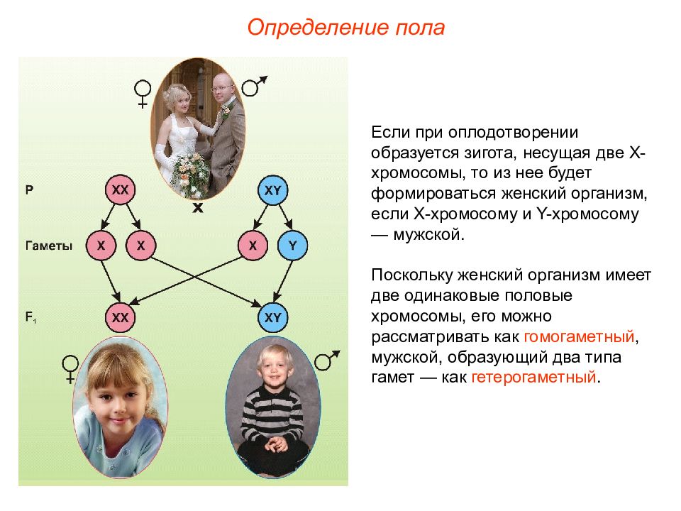 Хромосомное определение пола презентация 10 класс