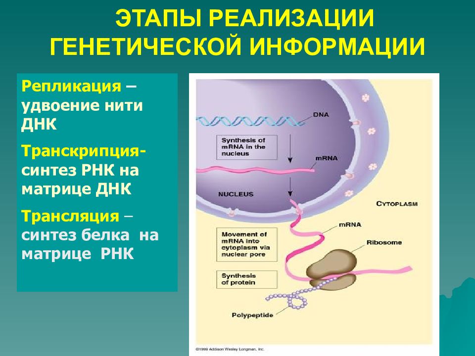 Генетическая информация это. Этапы реализации наследственной информации транскрипция трансляция. Этапы реализации наследственной информации в клетке. Этапы реализации генетической информации кратко. Механизмы реализации и передачи генетической информации.