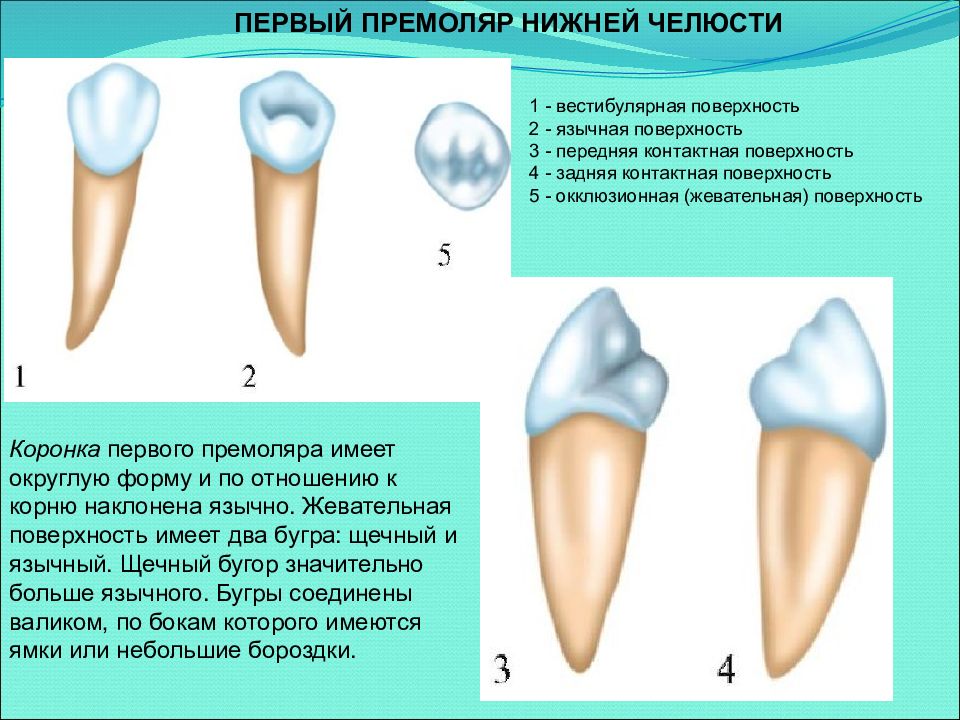 Презентация на тему анатомия зубов