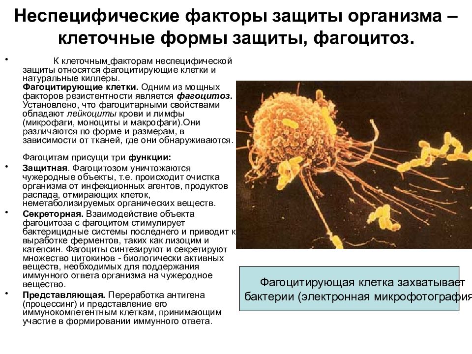Неспецифические иммунные факторы. Клеточные факторы неспецифической защиты. Клетки антиген неспецифической защиты. Клеточные неспецифические факторы защиты фагоциты. Антиген неспецифические факторы иммунной защиты.