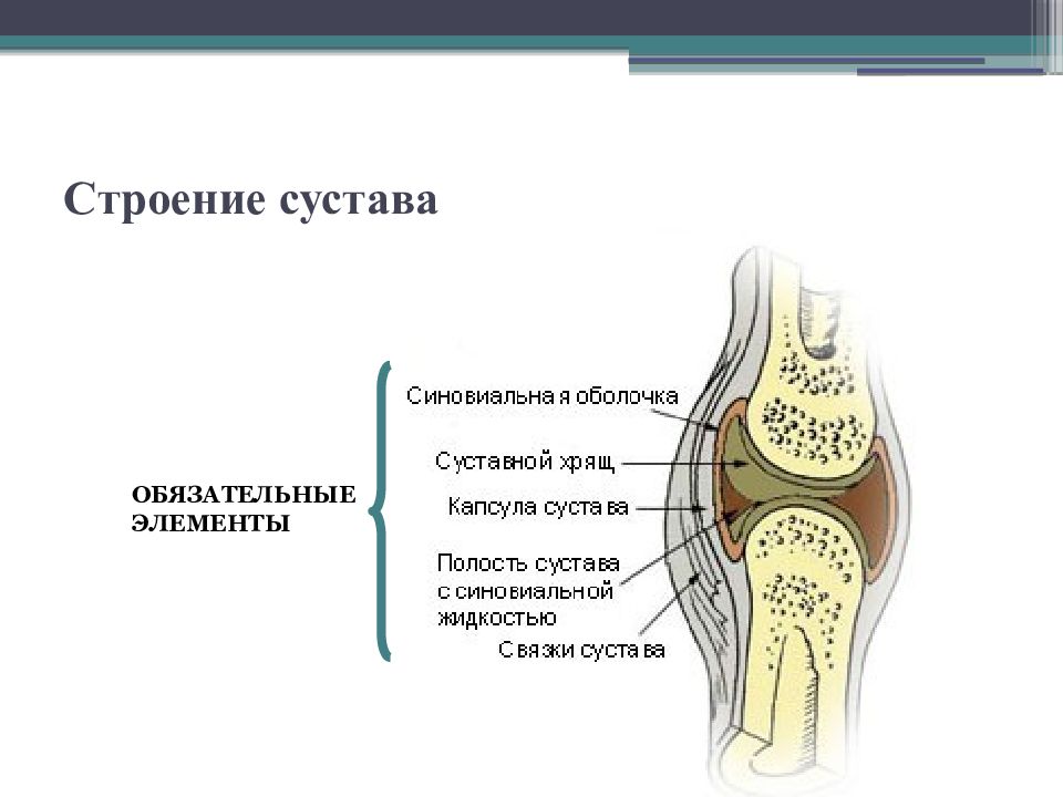 Строение сустава рисунок