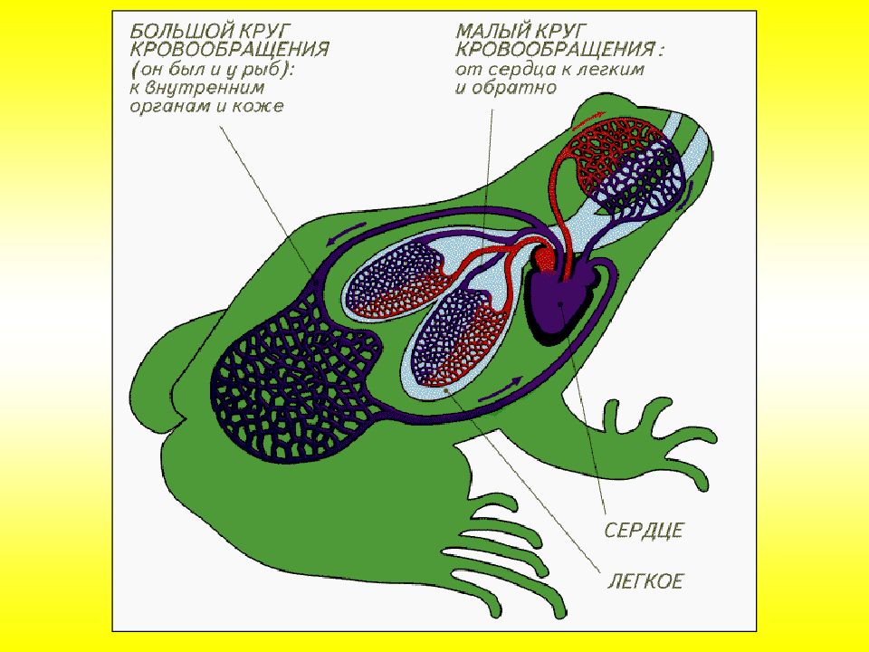 Круг кровообращения амфибий схема