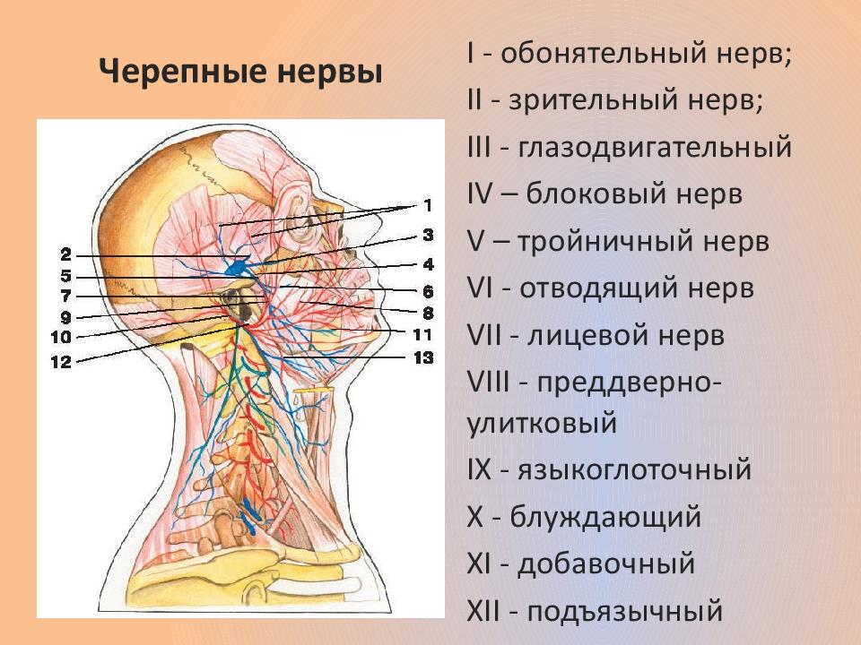 Обонятельный нерв анатомия схема. Шейный нерв. Нервы черепа человека анатомия.