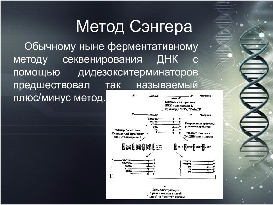 Секвенирование метод. Секвенирование по методу Сэнгера. «Плюс-минус» метод секвенирования ДНК. Секвенирование по сенглеру. Секвенирование по Сэнгеру схема.