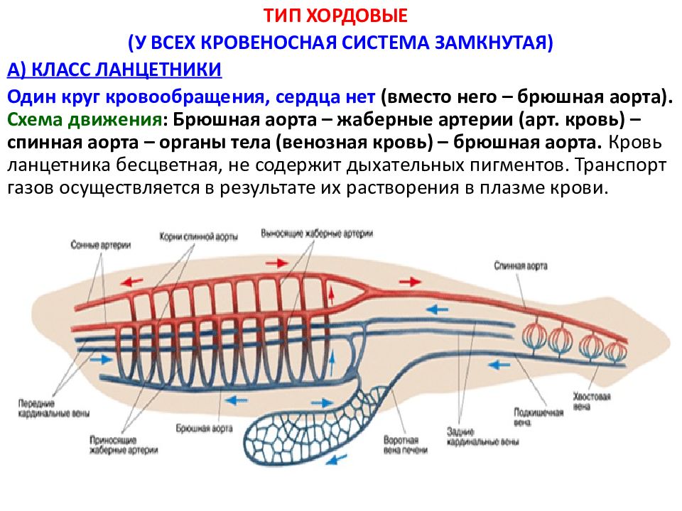 Впервые кровеносная система появляется у. Строение кровеносной системы ланцетника. Кровеносная система хордовых 7 класс. Система кровообращения ланцетника. Кровеносная система ланцетника схема.