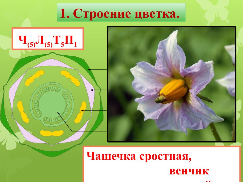 Формулу цветка ч4л4т4 2п1 имеют. Чашечка у растений строения. Чашечка цветка. Строение цветка чашечка и венчик. Строение чашечки цветка.