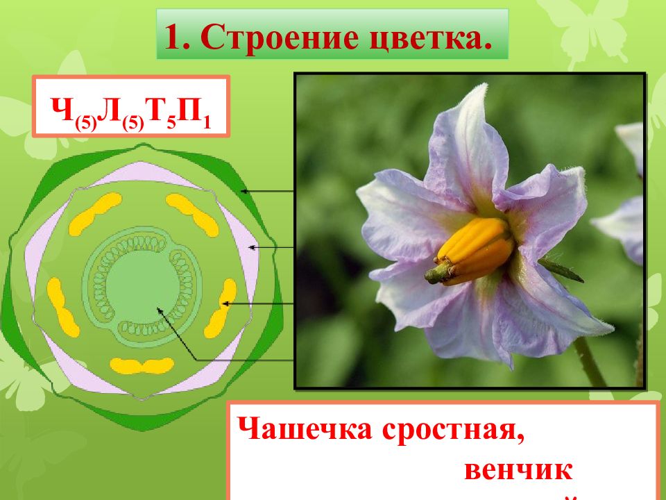 Ч5л5т бесконечность п1 какой цветок