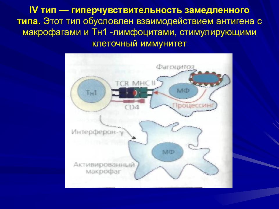 Вид обусловлен. Т лимфоциты гиперчувствительности замедленного типа. Гиперчувствительность замедленного типа обусловлена:. Т клетки гиперчувствительности замедленного типа являются. Клеточный иммунитет патофизиология.