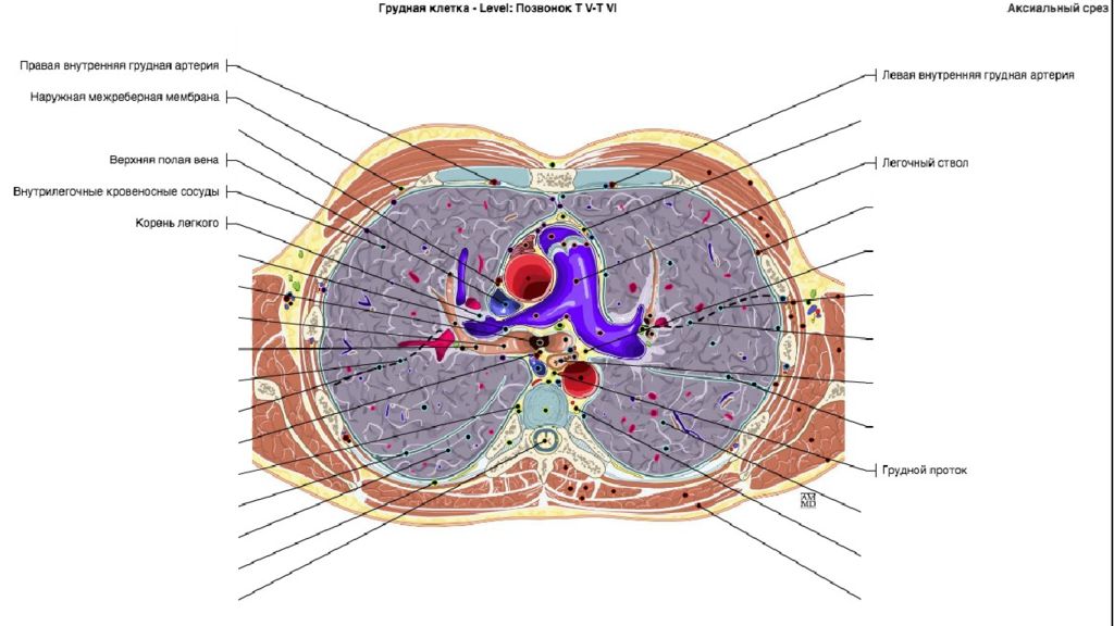 Поперечный распил грудной полости на уровнях th4 th6 th9 схема