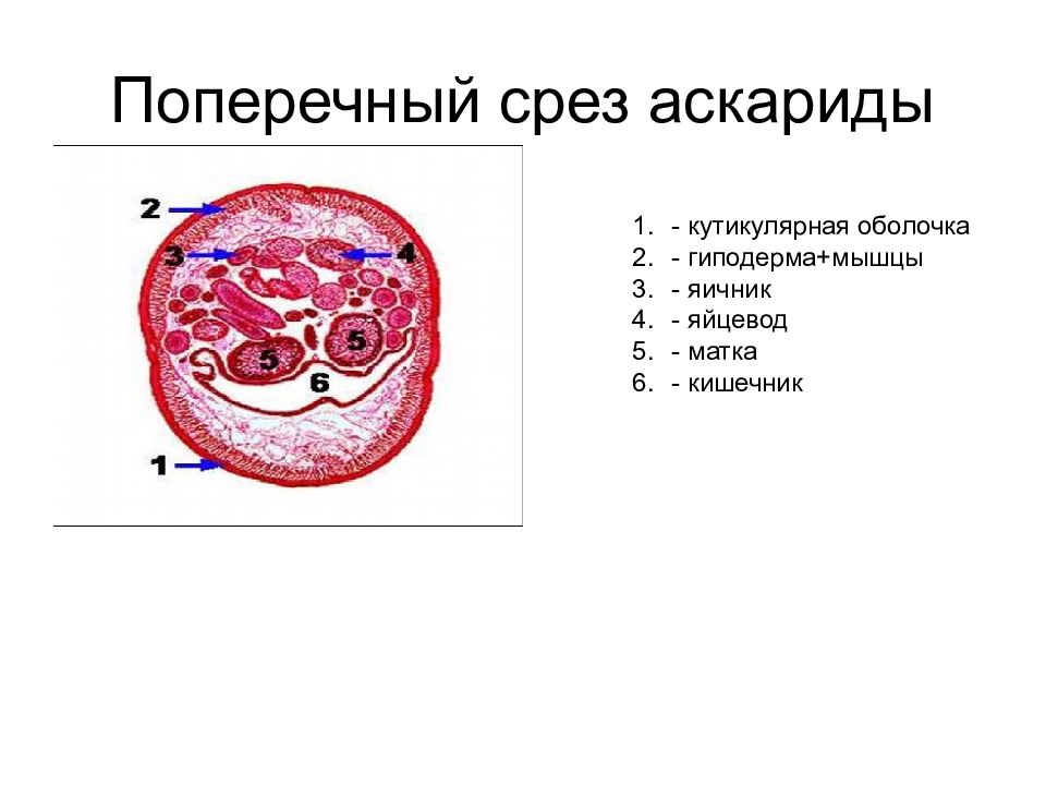 Поперечный срез. Поперечный разрез тела самки аскариды. Поперечный срез самки Ascaris lumbricoides. Поперечный срез аскариды человеческой. Поперечный разрез аскариды препарат.