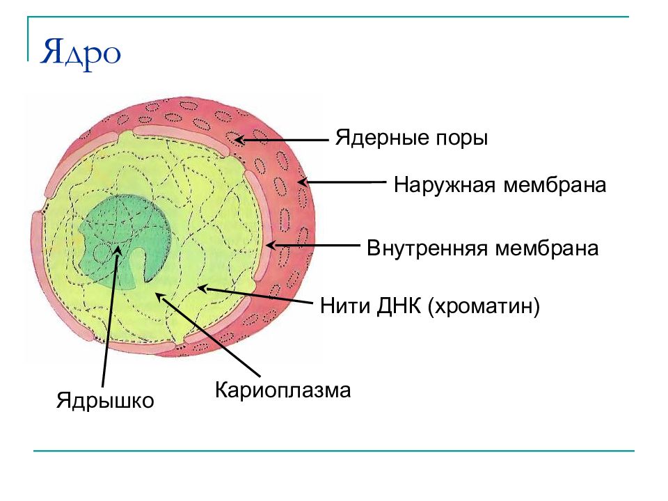 Картинка ядро клетки