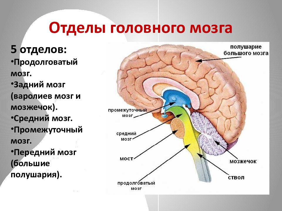 Каковы основные функции мозга. Промежуточный мозг строение и функции таблица 8 класс. Промежуточный отдел головного мозга функции. Средний мозг продолговатый мозг промежуточный мозг функции. Отделы головного мозга. 8 Кл.