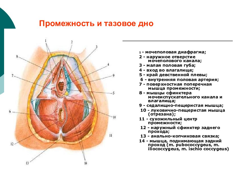 Строение клитора картинка