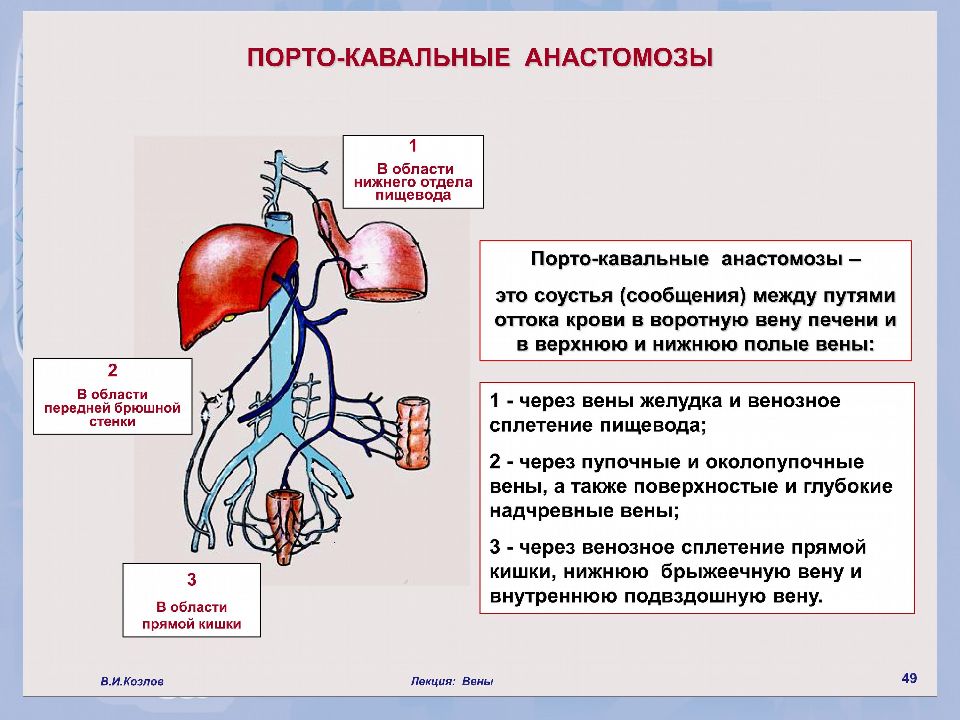 Кавакавальные анастомозы анатомия схема