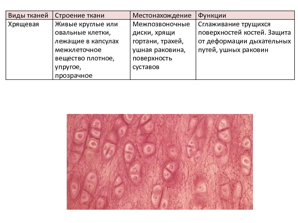 Хрящевые ткани рисунок