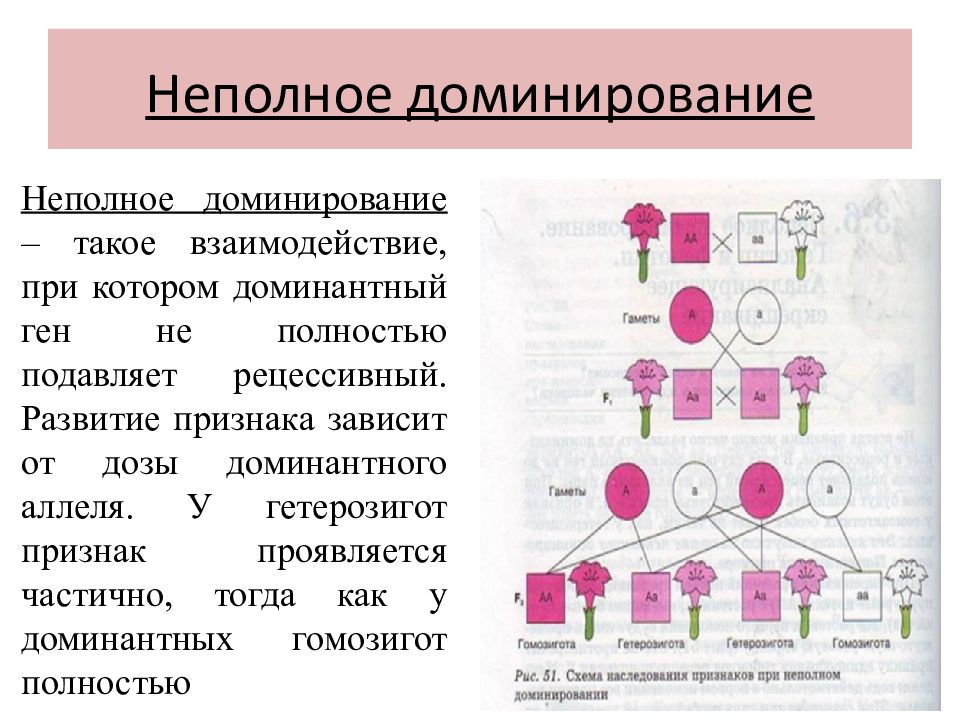 Генетические закономерности открытые г менделем презентация 11 класс