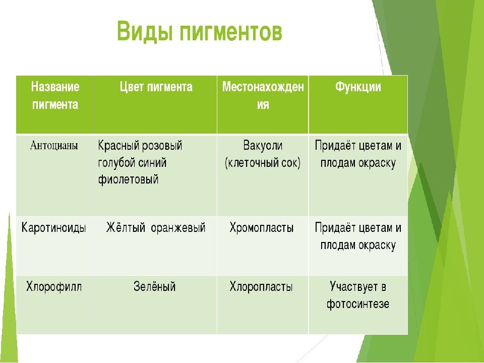 Пигменты растений презентация