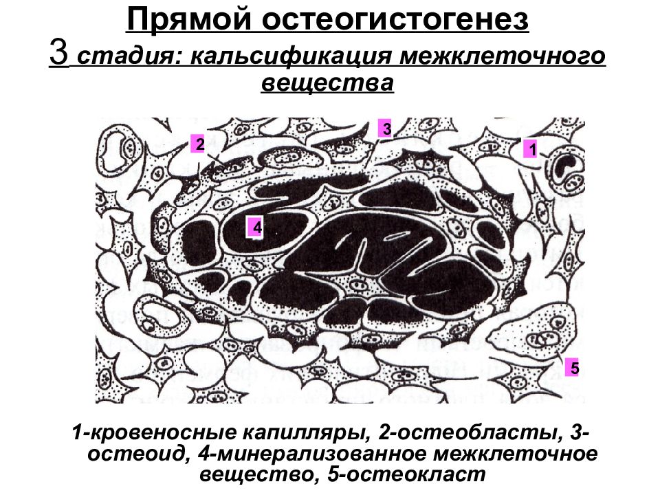 Межклеточное вещество рисунок. Стадии прямого остеогенеза. Прямой остеогистогенез. Прямой остеогистогенез препарат. Прямой остеогистогенез стадии.