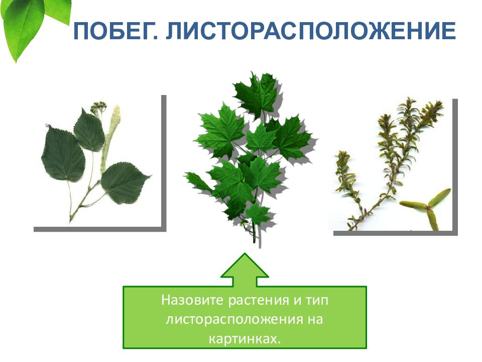 Фикус листорасположение