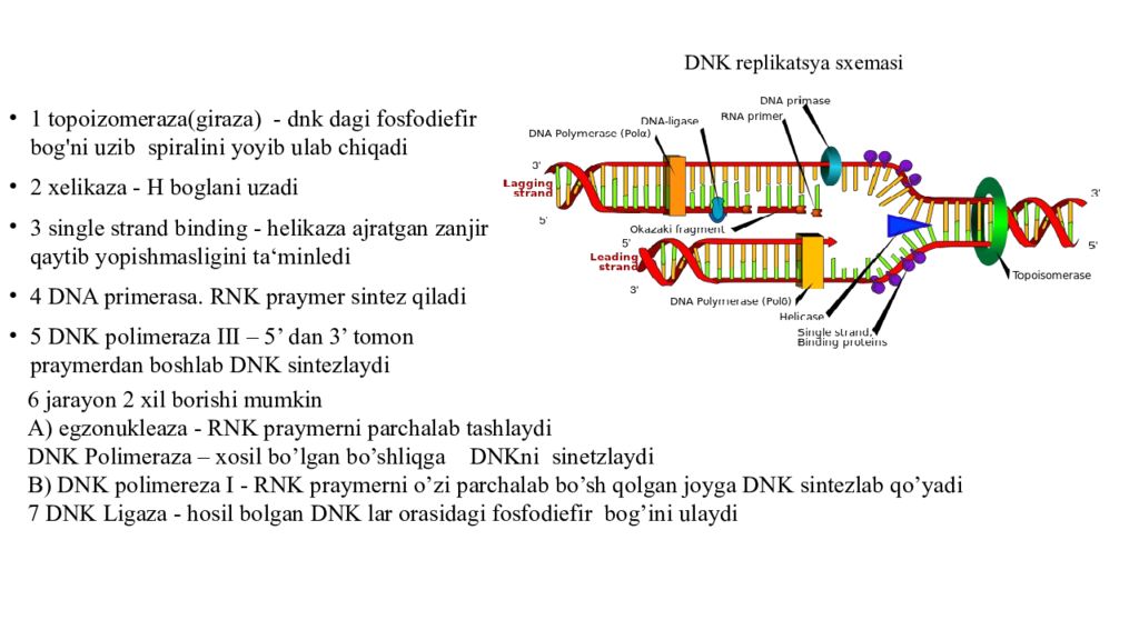 DNK ning tuzilishi va DNK replikatsiyasi DNK ning tuzilishi va DNK replikatsiyasi