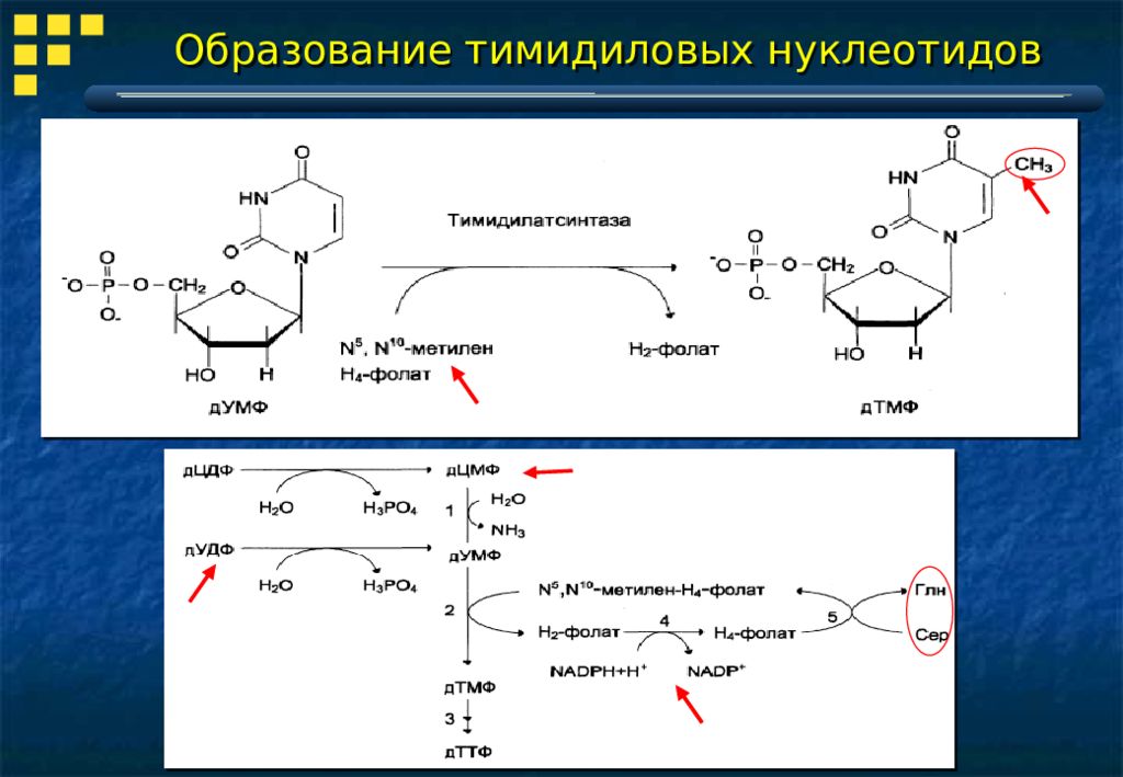 Тимидиловый нуклеотид днк. Биосинтез тимидиловых нуклеотидов. 5 Тимидиловая кислота. Образование 5 тимидиловой кислоты. Синтез тимидиловой кислоты.