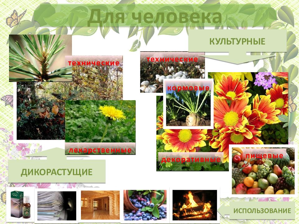 Культуры растений примеры