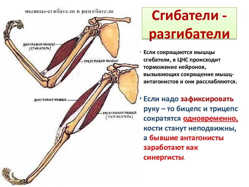 Мышцы разгибатели. Сгибатели и разгибатели. Мышцы сгибатели и разгибатели. Мышцы разгибатели руки с картинками. Мышцы антагонисты список.