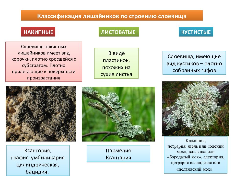 Лишайники 6 класс биология презентация