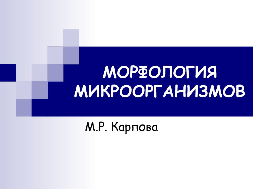 МОРФОЛОГИЯ МИКРООРГАНИЗМОВ