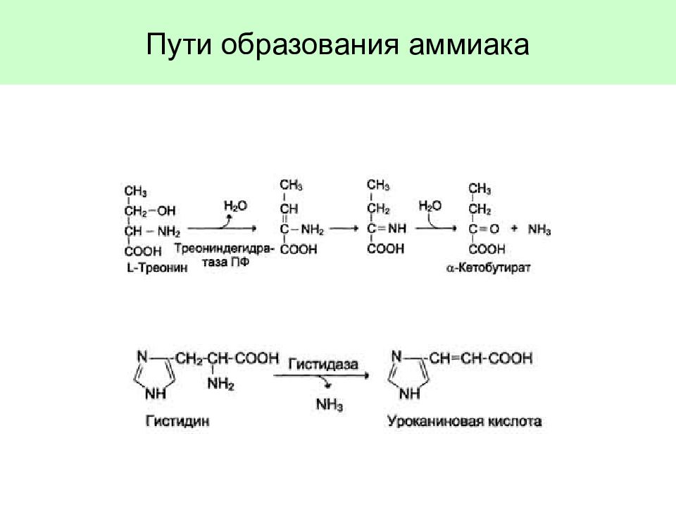 Напишите в виде схемы путь аммиака из нервной ткани к почкам