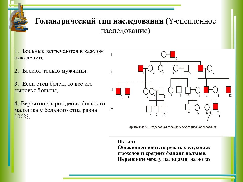 Сцепленно с х хромосомой наследуется заболевание. Родословная с у сцепленным типом наследования. У-сцепленное голандрическое наследование. Тип наследования голандрическое митохондриальное. Голандрический наследование родословная.