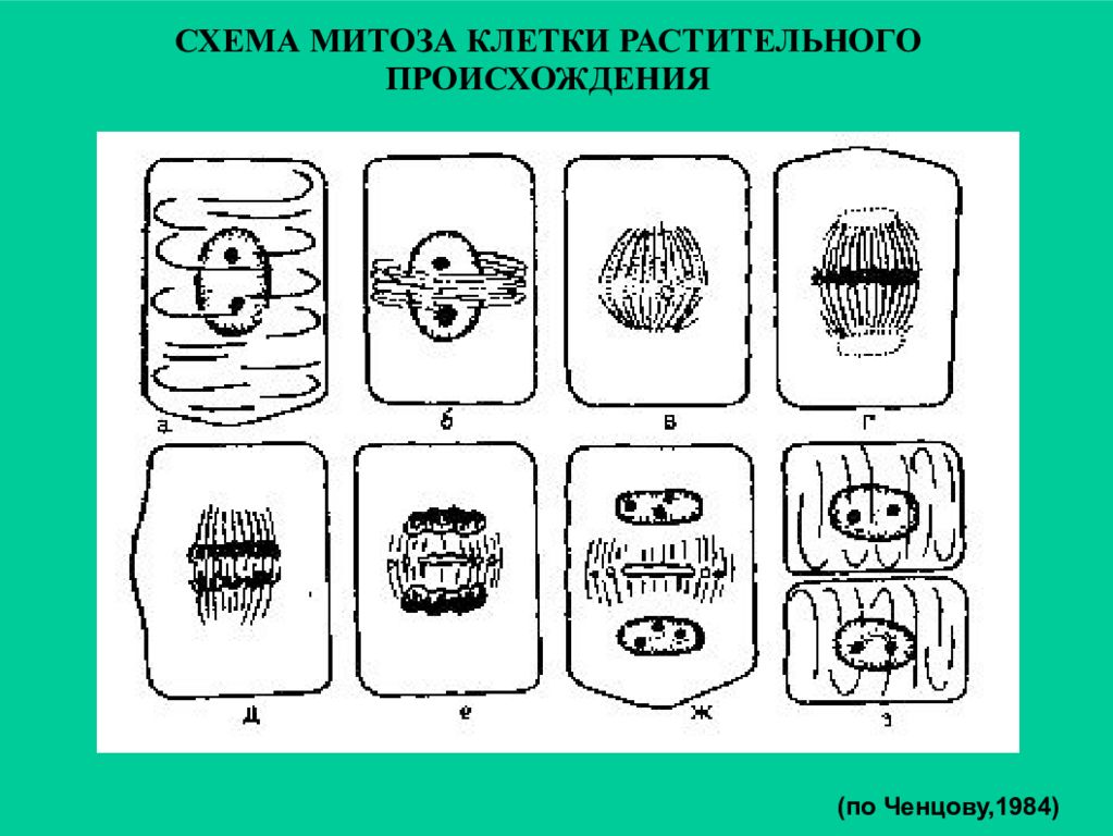 Особенность деления клетки растений. Стадии митоза растительной клетки. Митоз растительной клетки схема. Схема деления животной клетки. Телофаза растительной клетки митоз.