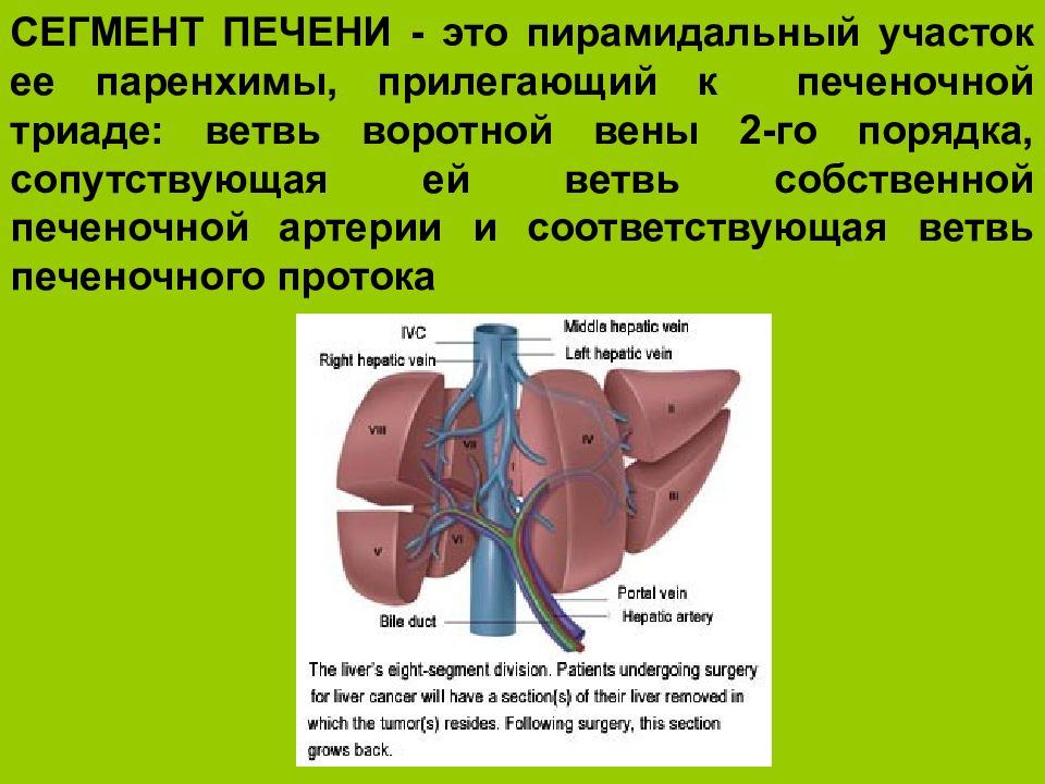 Фото паренхимы печени