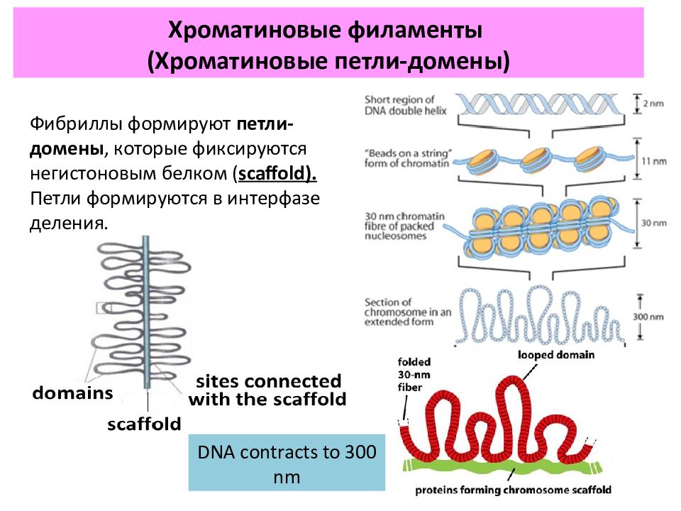 Петля днк. Петлевой уровень компактизации ДНК. Петельно-доменный уровень компактизации. Петельные домены. Уровень петельных доменов.