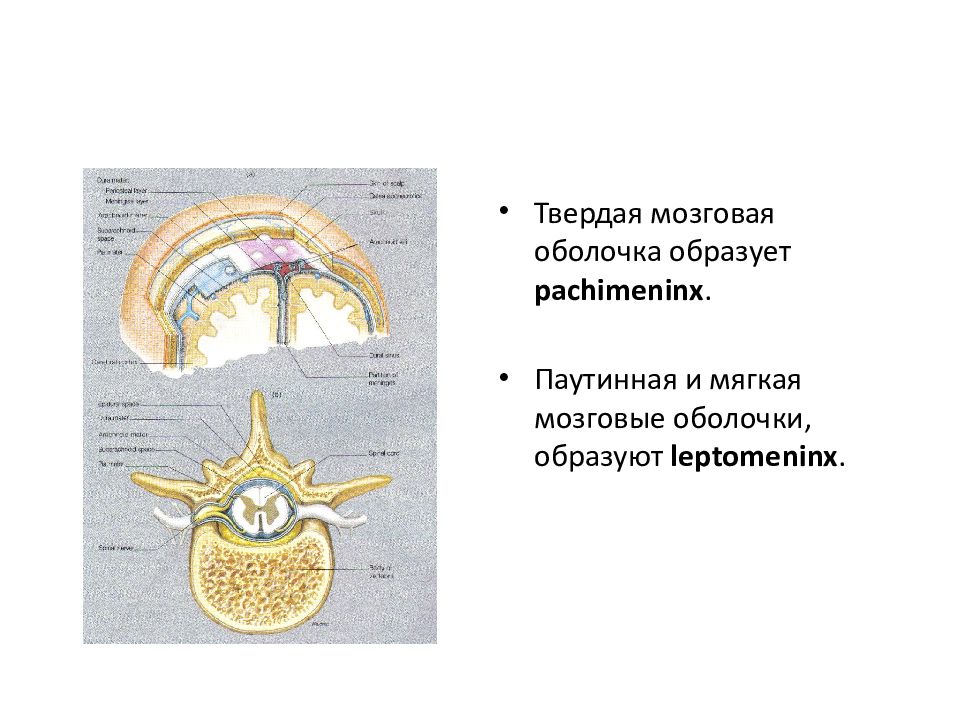 Оболочки головного мозга анатомия презентация