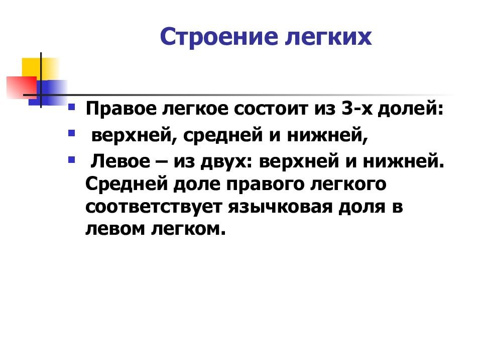 Легкое состоит из долей. Из 3 х долей состоит легкое:. легкое анатомия реферат заключение.